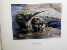 Exposición de aves de la comarca
